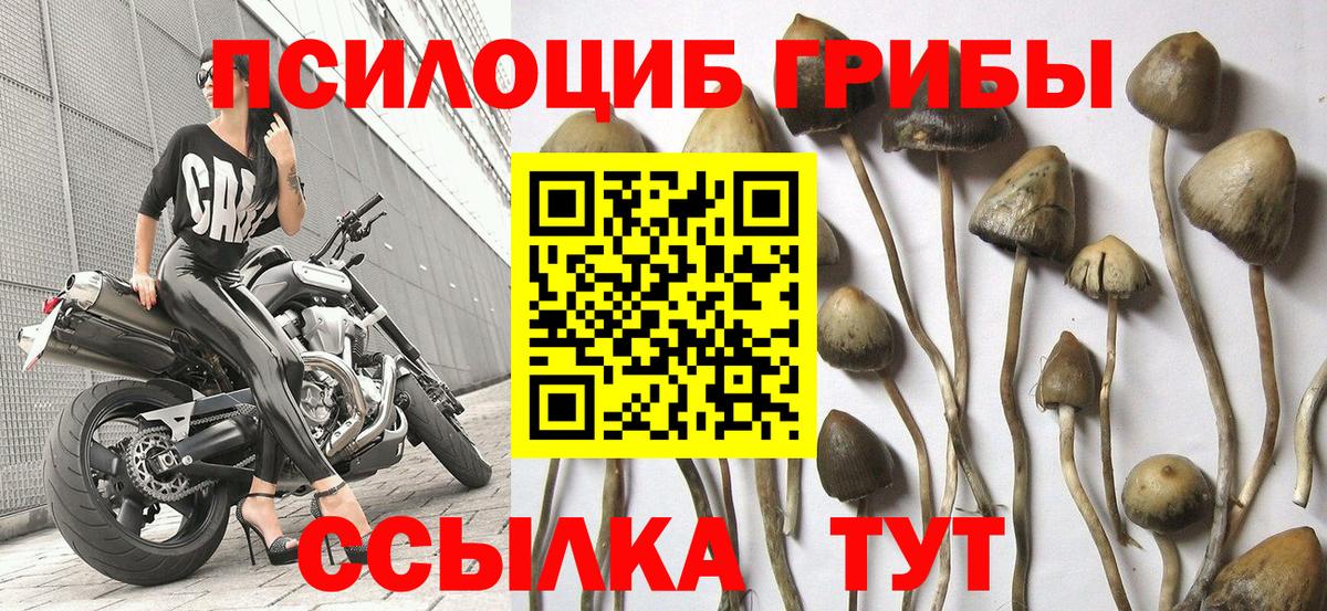 Псилоцибиновые грибы Magic Shrooms Гатчина
